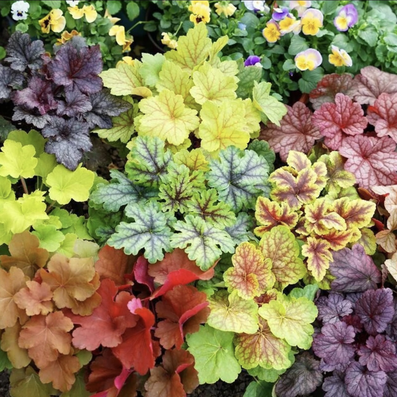 矾根180盆四季绿化花卉阳台花园鲜花盆