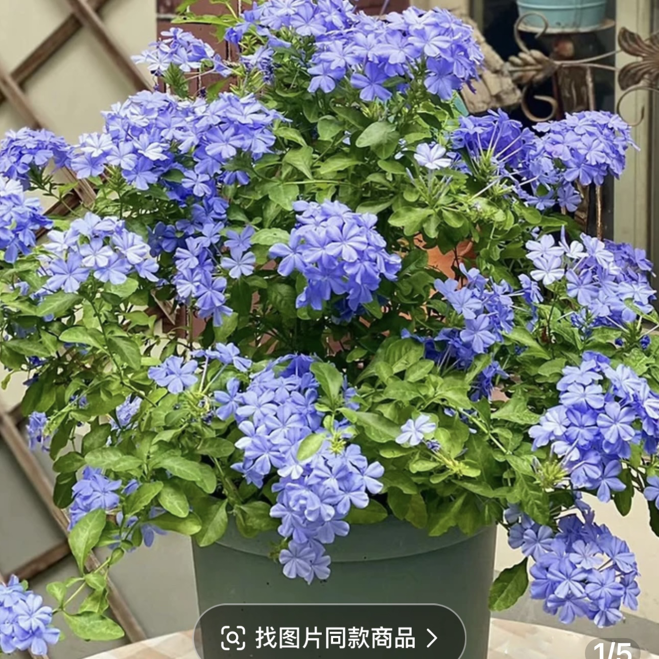 蓝雪花盆栽耐晒阳台植物庭院花园耐寒花卉四季开花