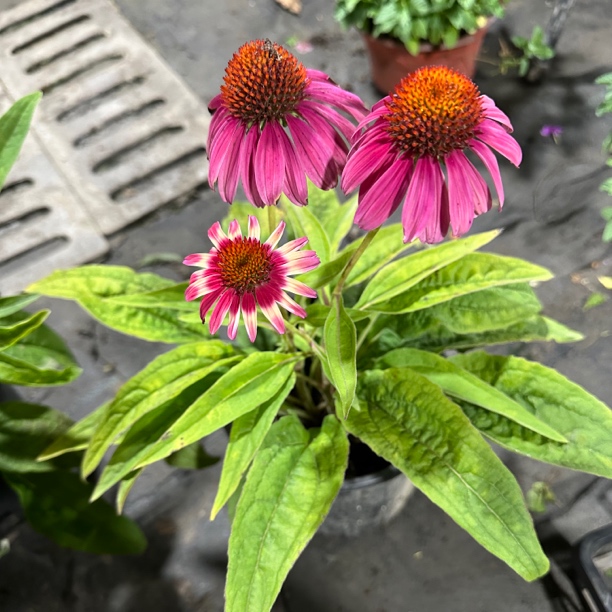 松果菊盆栽苗多年生宿根耐热耐寒庭院阳台花境造景植物多年生宿根