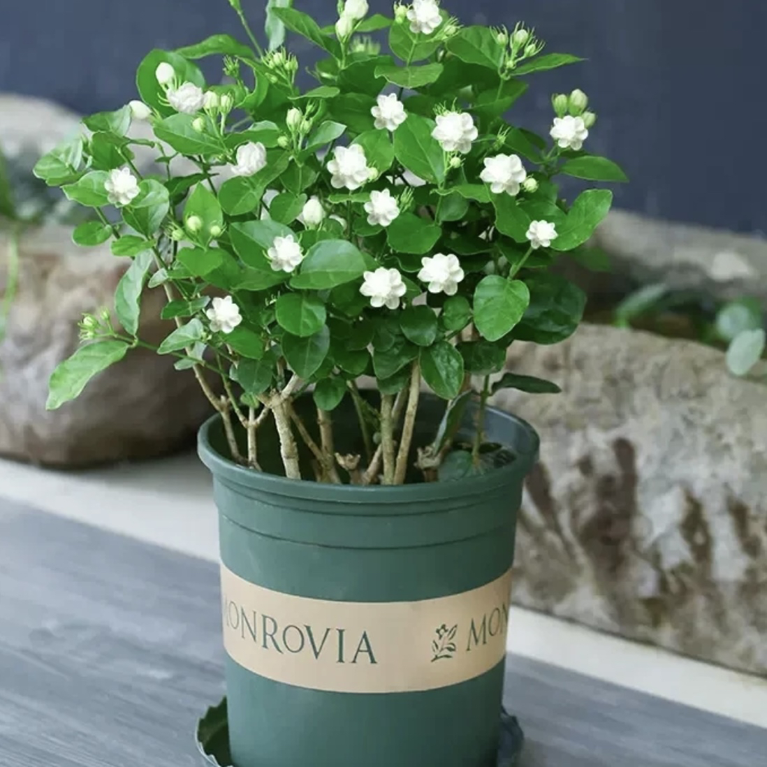 茉莉花盆栽带花苞香水茉莉四季开花植物