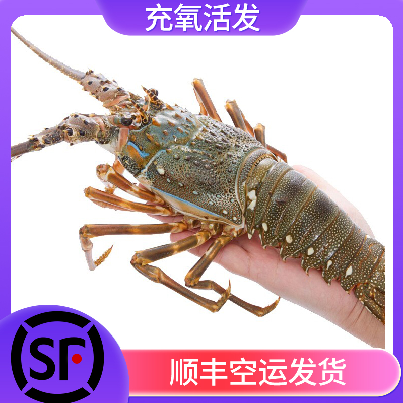   2只【打氧活发小青龙8-9两/】包鲜不包活产地直发龙虾