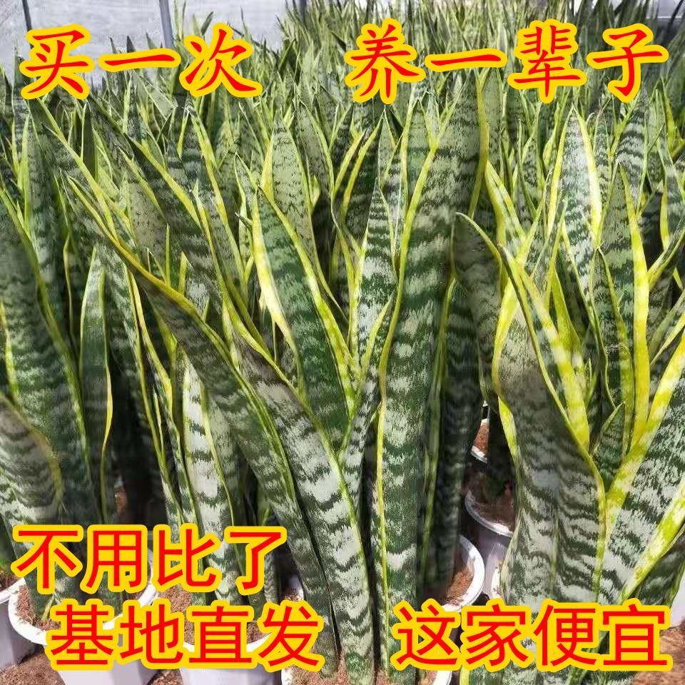 金边虎皮兰水培植物绿植室内花卉盆栽多肉吸除甲醛大型客厅虎尾兰