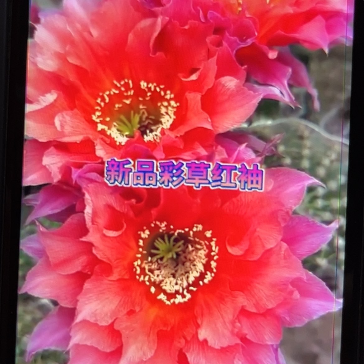 【闪购商品】红袖新品
