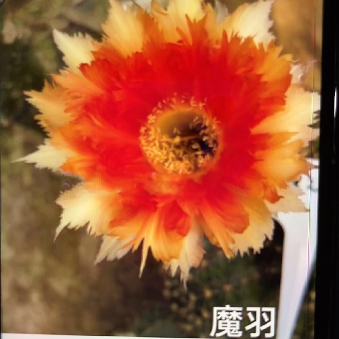 【闪购商品】魔羽侧牙4-5厘米