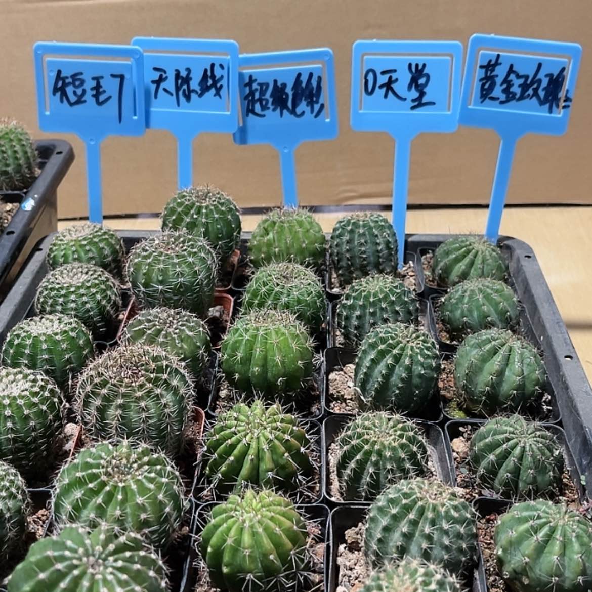 【闪购商品】家***孩两颗皇贵妃