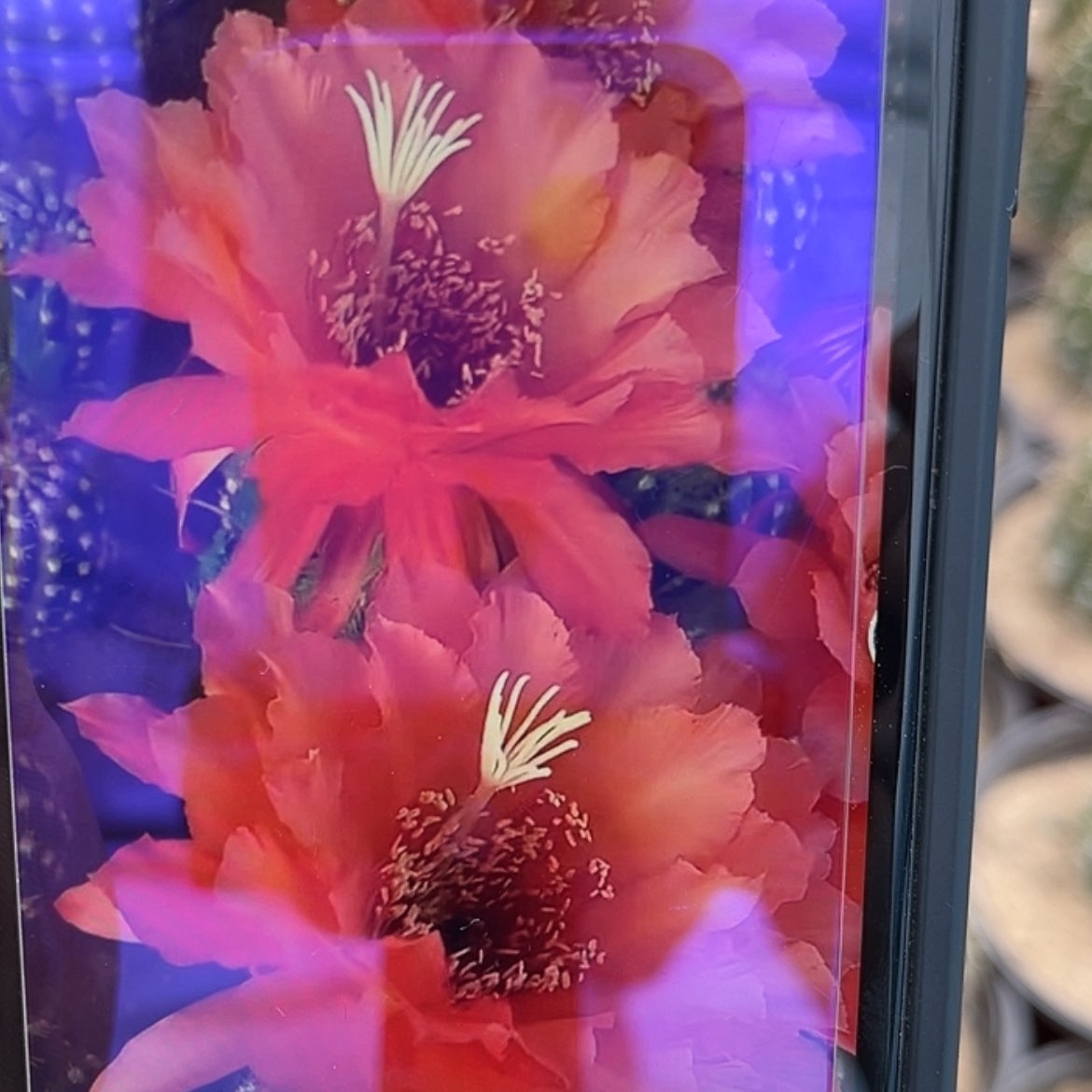 【闪购商品】75号毛花柱