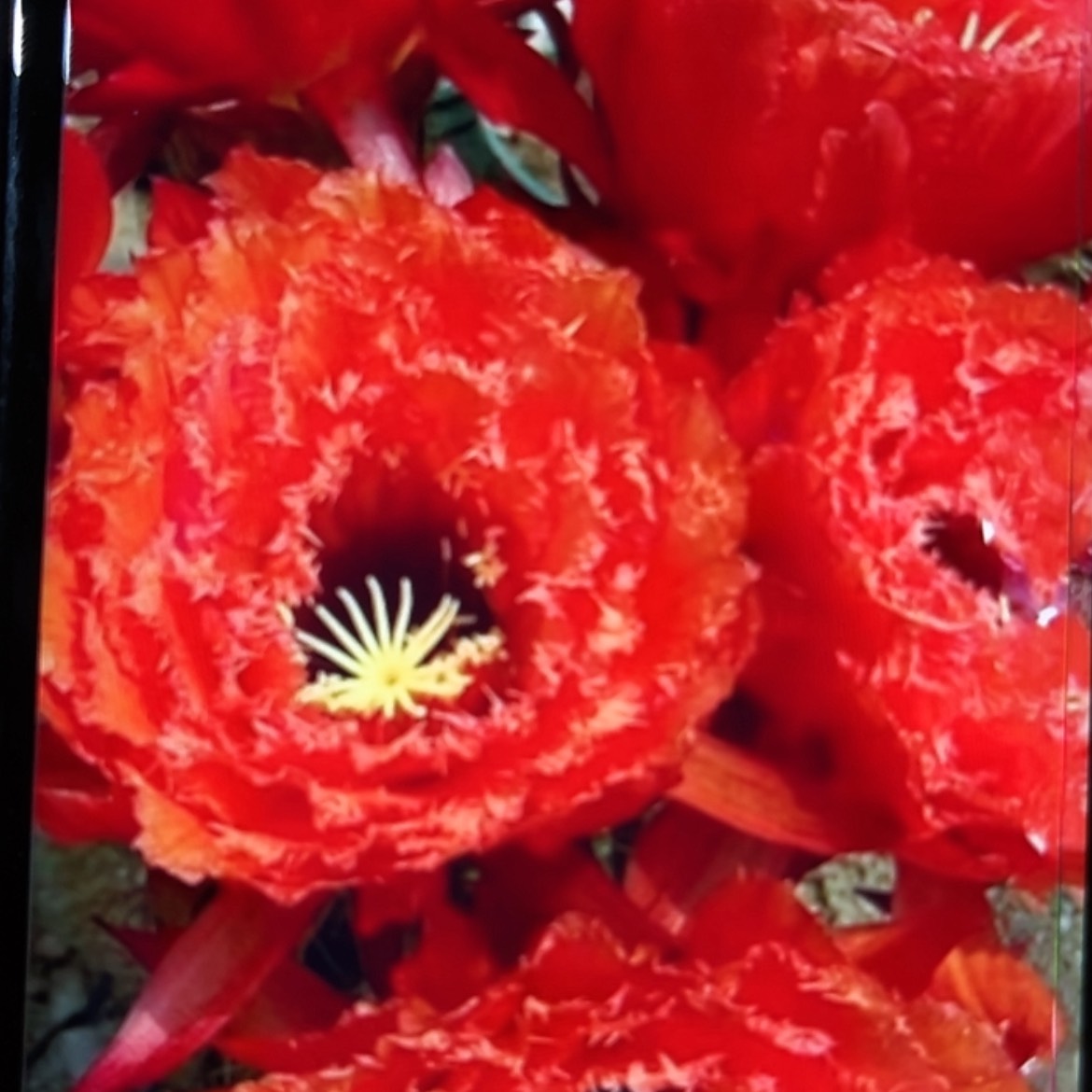 【闪购商品】荣耀大侧牙