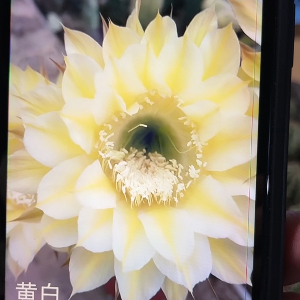 【闪购商品】黄白彩草