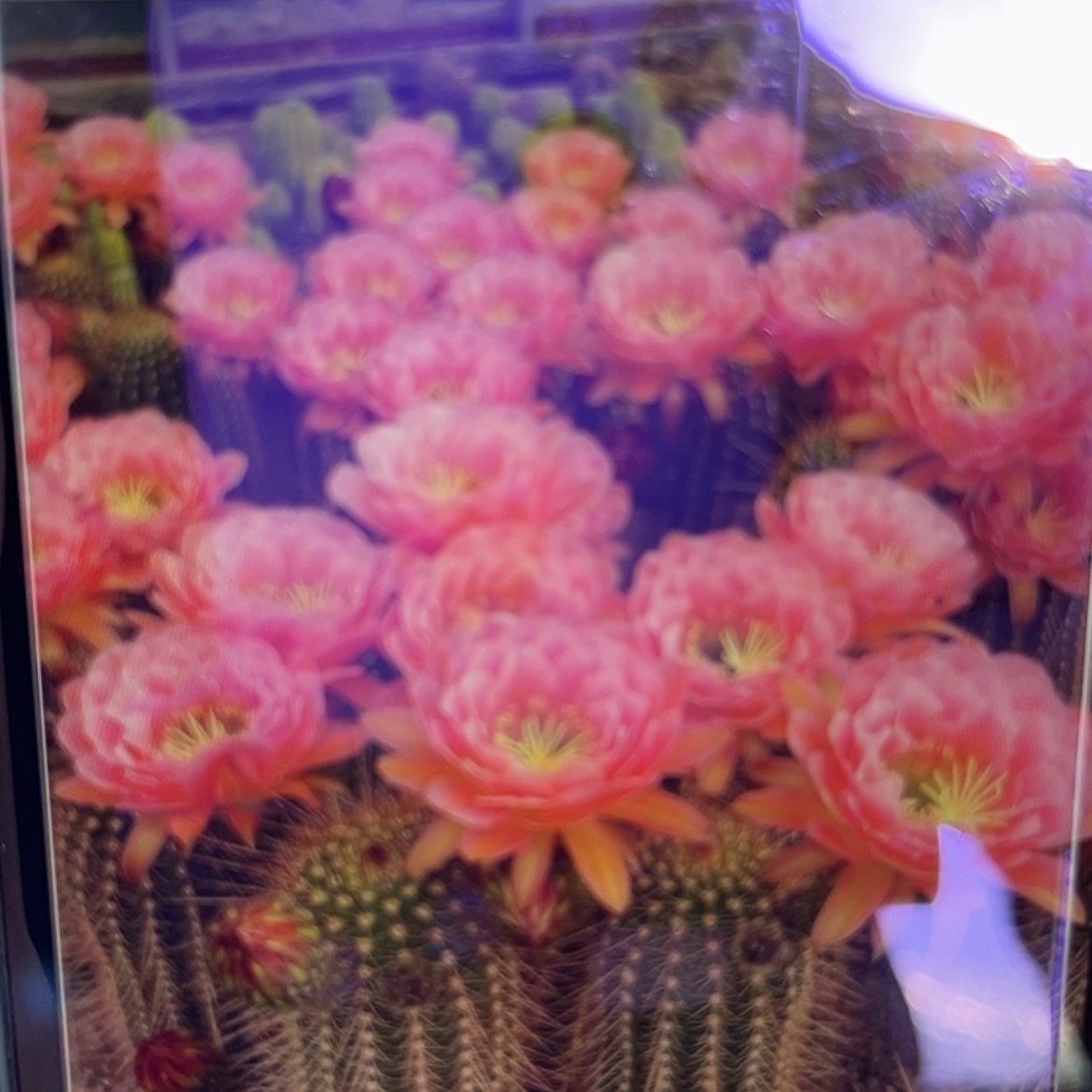 【闪购商品】精灵侧牙