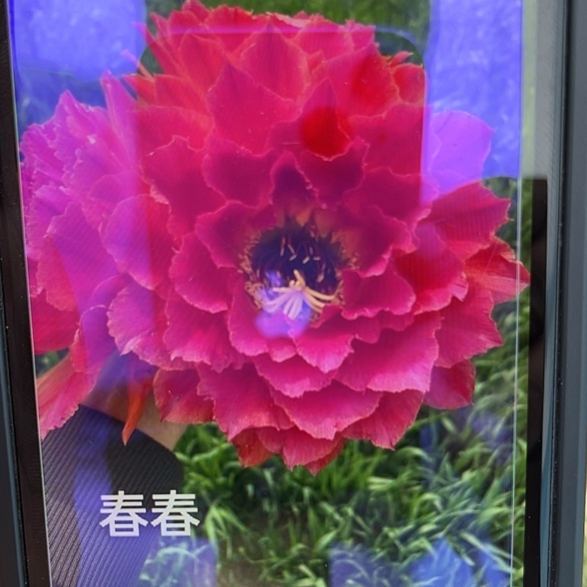 【闪购商品】大春春