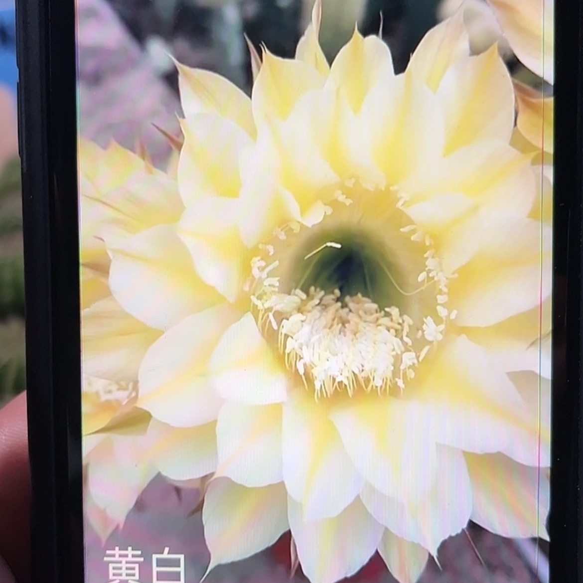 【闪购商品】黄白彩草