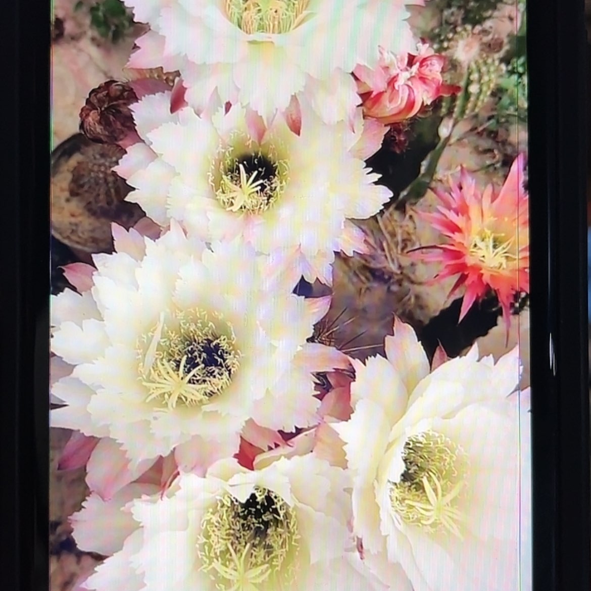【闪购商品】TS126毛花