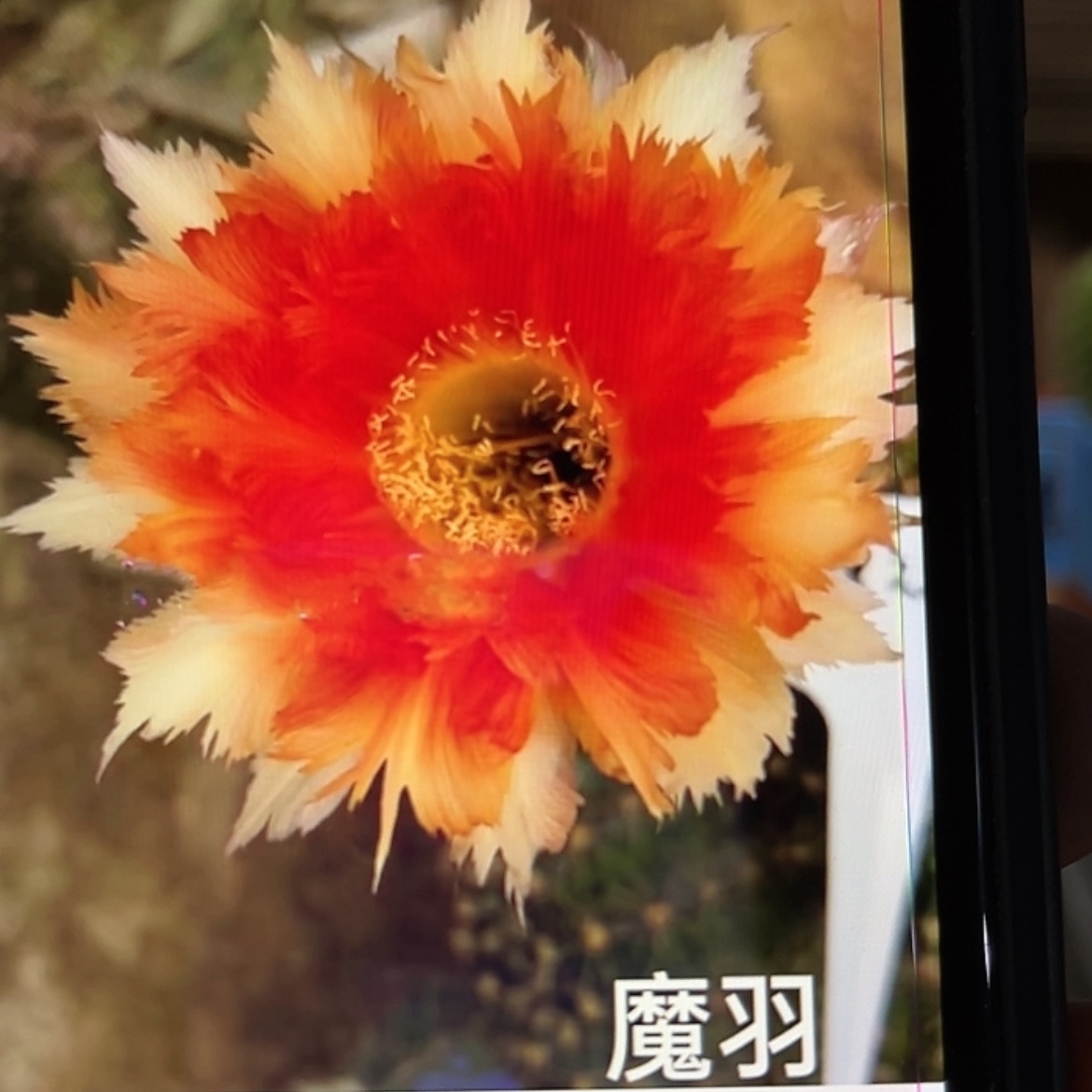 【闪购商品】魔羽大侧牙