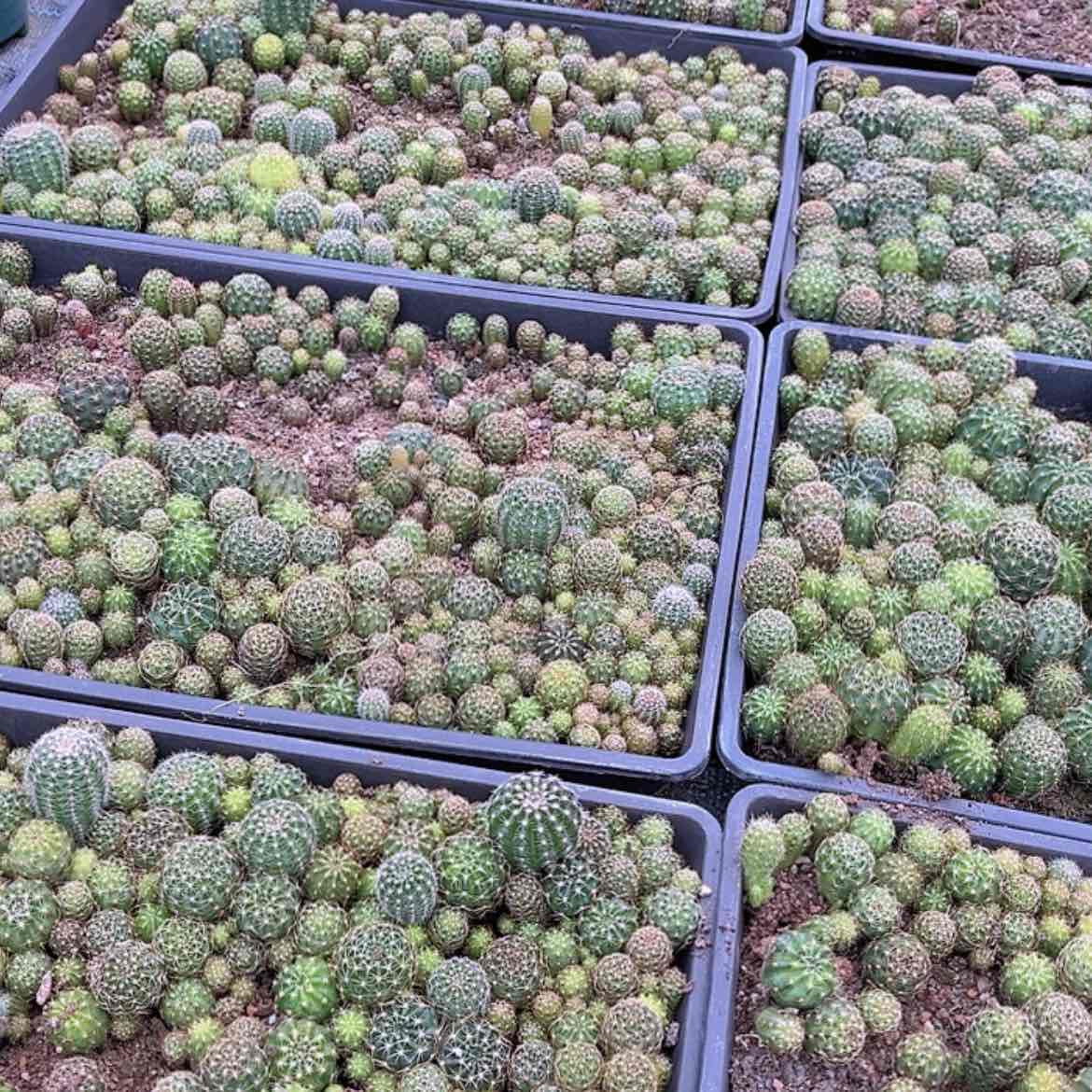 【闪购商品】15颗彩草2-3厘米苗
