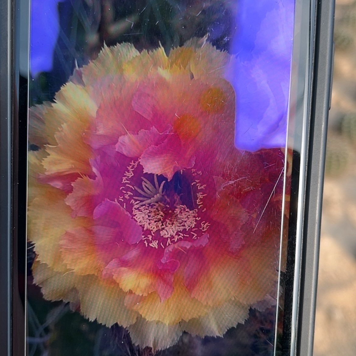 【闪购商品】琉璃盏