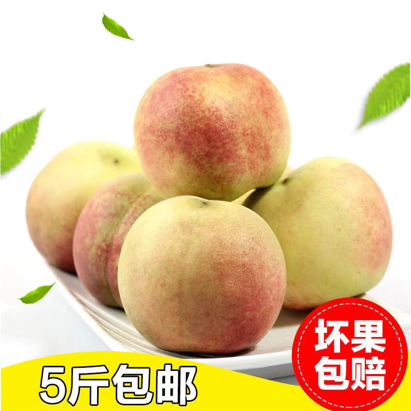 正宗青州蜜桃脆蜜桃山桃毛桃脆甜离核新鲜水果现摘现发5斤包邮