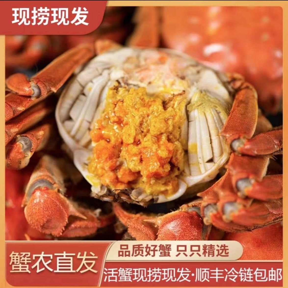 【中秋大促补贴】盘锦稻田河蟹全母蟹1.1两-0.8两/只-保活   北京同城顺丰包邮