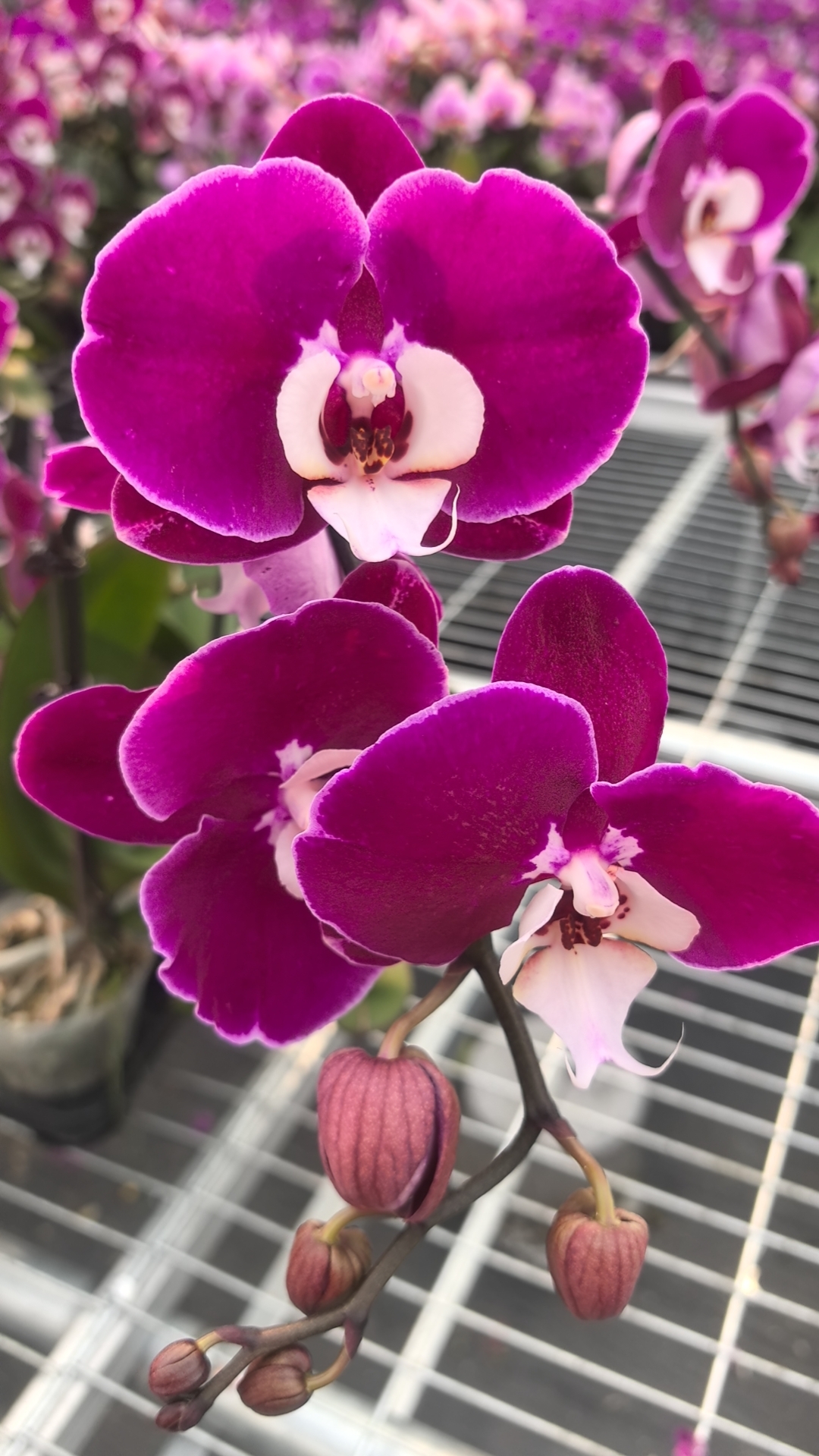 欢然花田培植蝴蝶兰（米歇尔）单剑