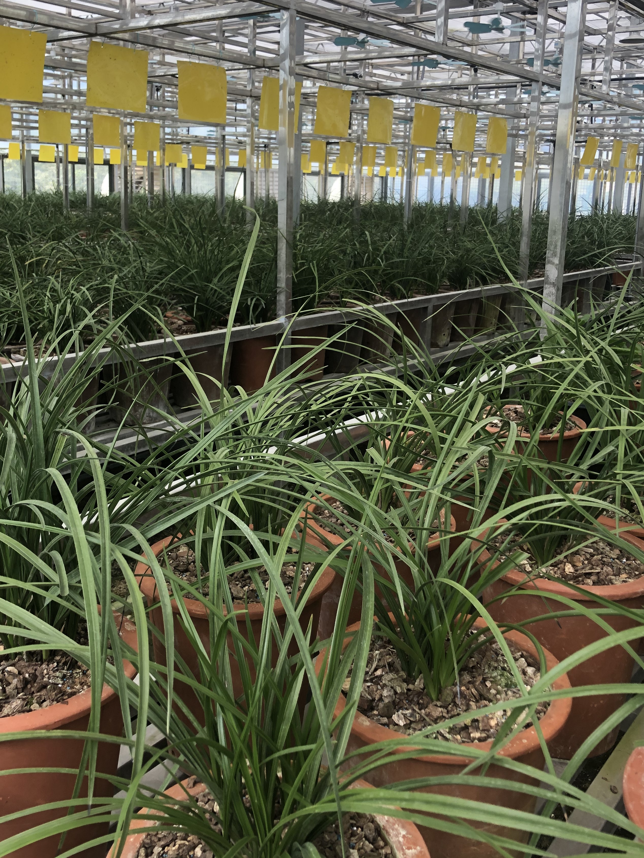 耕读兰苑精品兰花直播间下单链接