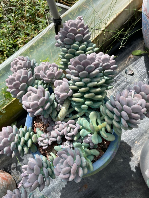 主恩家多肉、整群月美人老桩，特别漂亮