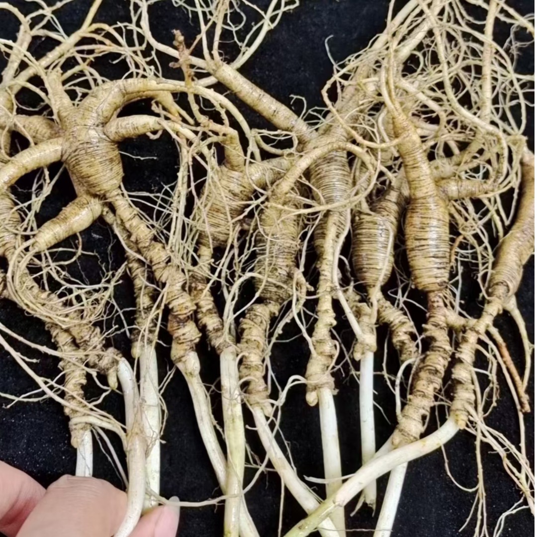 长白山鲜根茎产地包邮250g起净含量