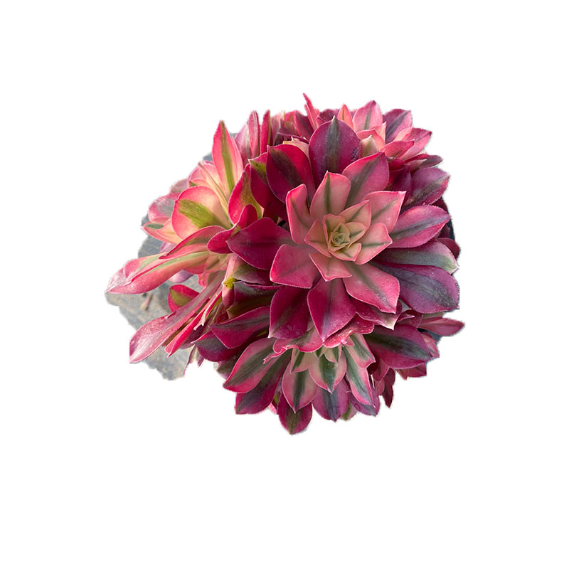 多肉植物一物一拍（满28包邮）