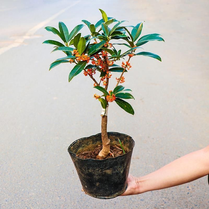丹桂嫁接桂花树苗八月桂四季桂丹桂金桂沉香桂浓香阳台盆栽桂花