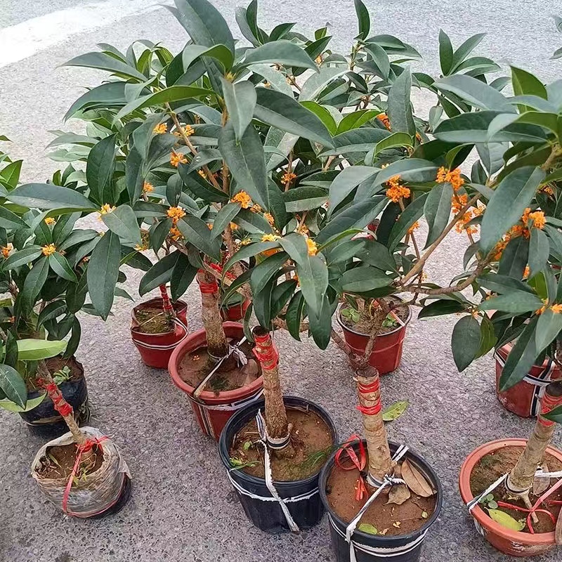 朱砂桂接桂花树苗八月桂四季桂丹桂金桂沉香桂浓香阳台盆栽桂花