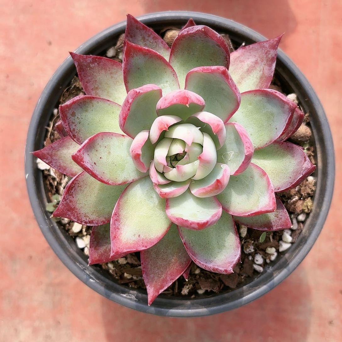 惊鸿2599号闪购11111111