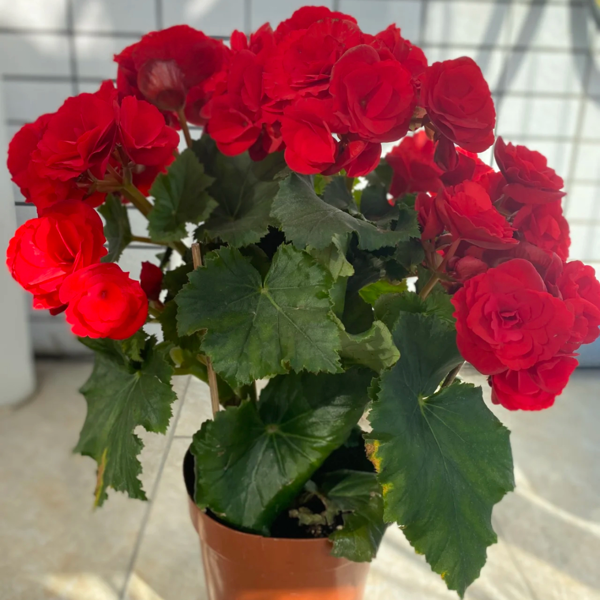 [丽格海棠]四季花卉重瓣带花带花苞130盆