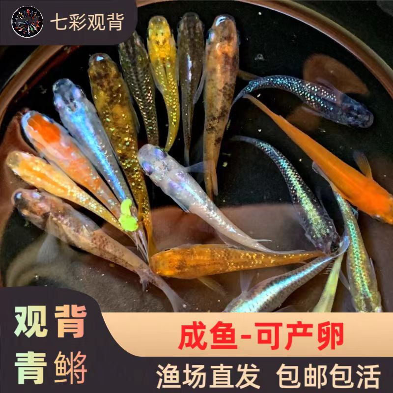 观背青鳉冷水观赏鱼不打氧不加温好养活适合新手练手鱼苗天使之翼