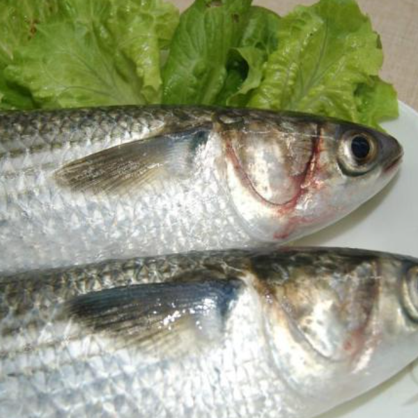新鲜捕捞 乌头鱼（乌支鱼） 10斤发 连云港发货