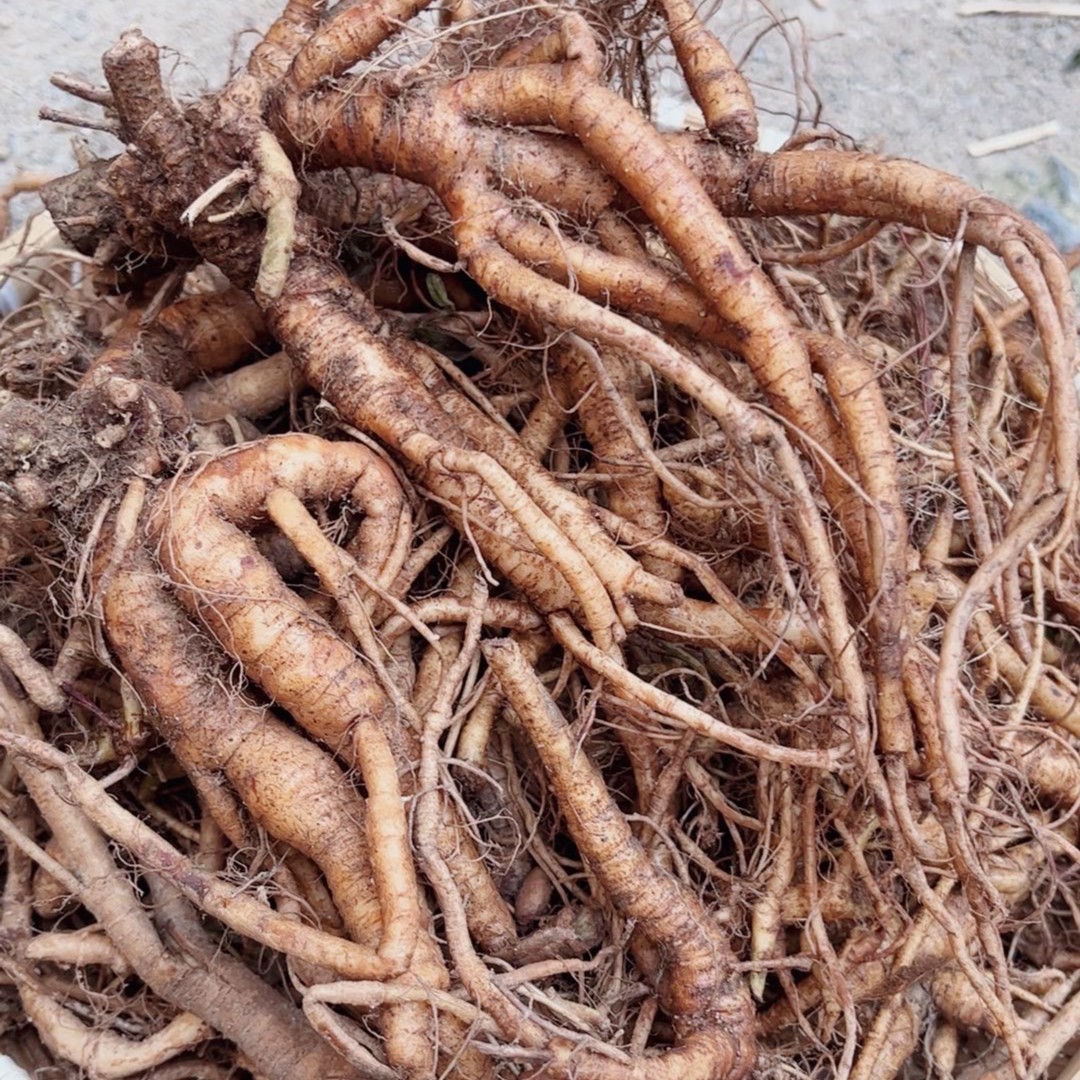 【肥妹妹甄选】乡下野生雾水葛头根茎整条新鲜发货500g