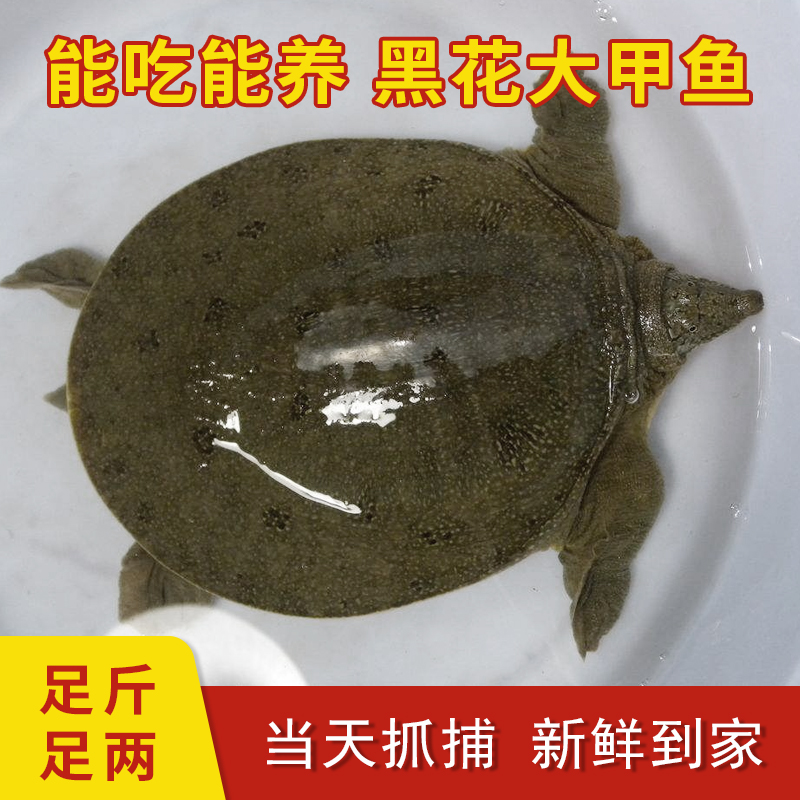 1.2斤-1.5斤情侣款一公一母新鲜生长放养鲜活甲鱼包赔包活甲鱼苗