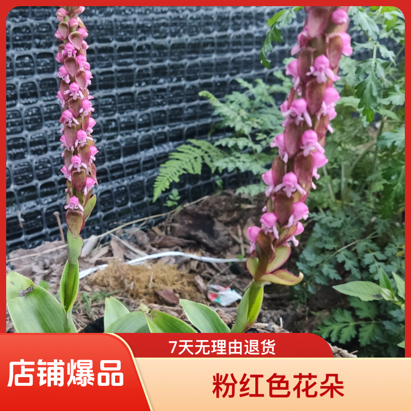 鸡肾草(鸟足兰)花形独特雅致，花期长，养护难度低盆栽花开