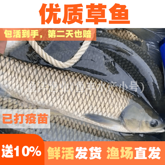 草鱼 脆肉皖鱼 鲜活草鱼 包邮包损耗