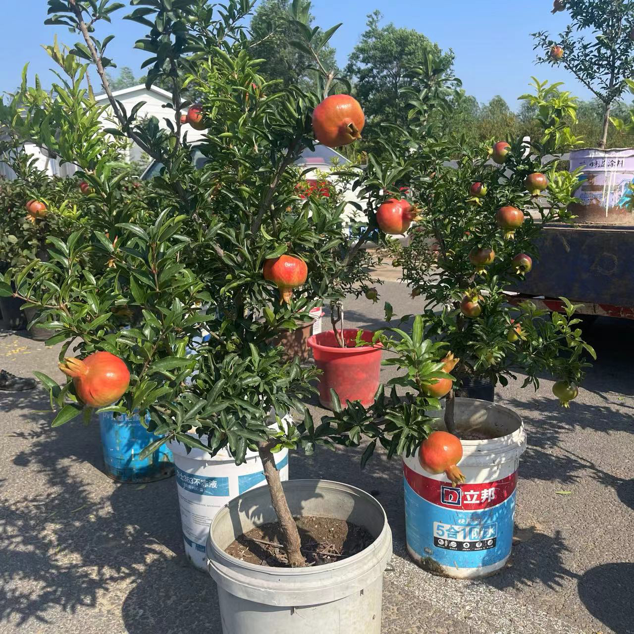 一物一拍【十六】紫玉大红袍软籽蒙阳红公斤十六南北方种植盆栽地栽