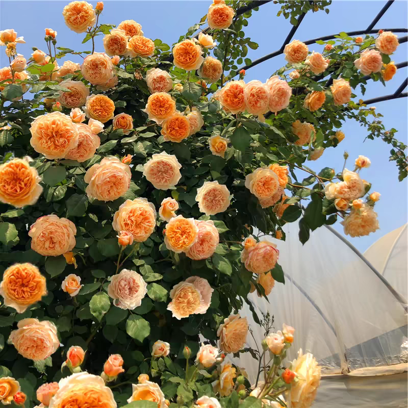 玛格丽特王妃藤本月季大苗欧月蔷薇花苗阳台庭院爬藤植物一物一拍