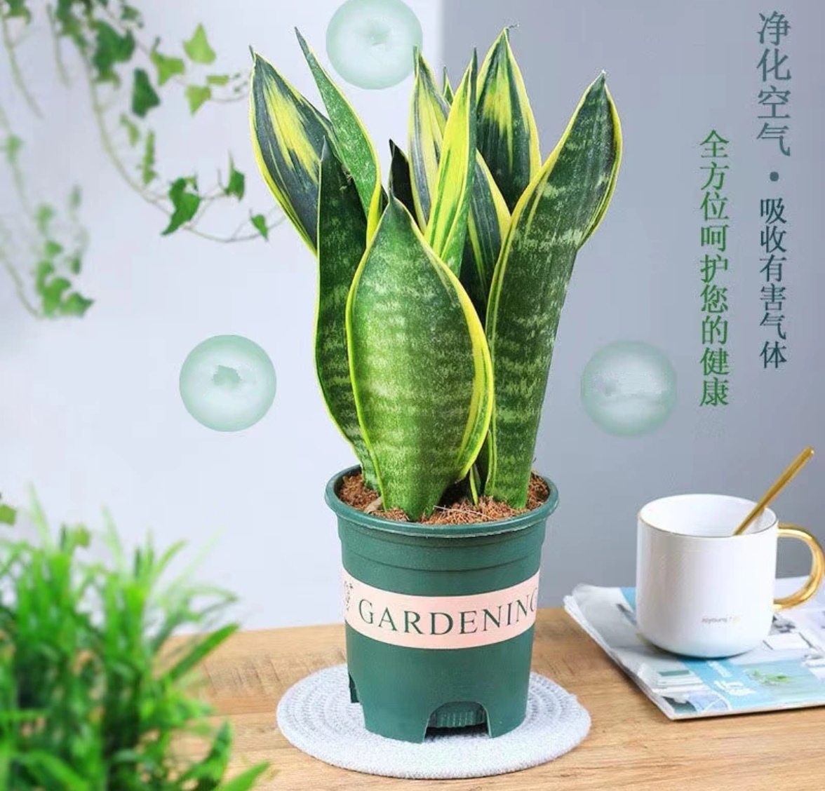 虎皮兰室内防辐射绿植吸甲醛