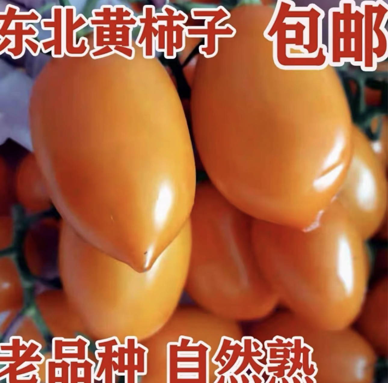 东北农家黄萝蔓柿子3斤5斤包邮