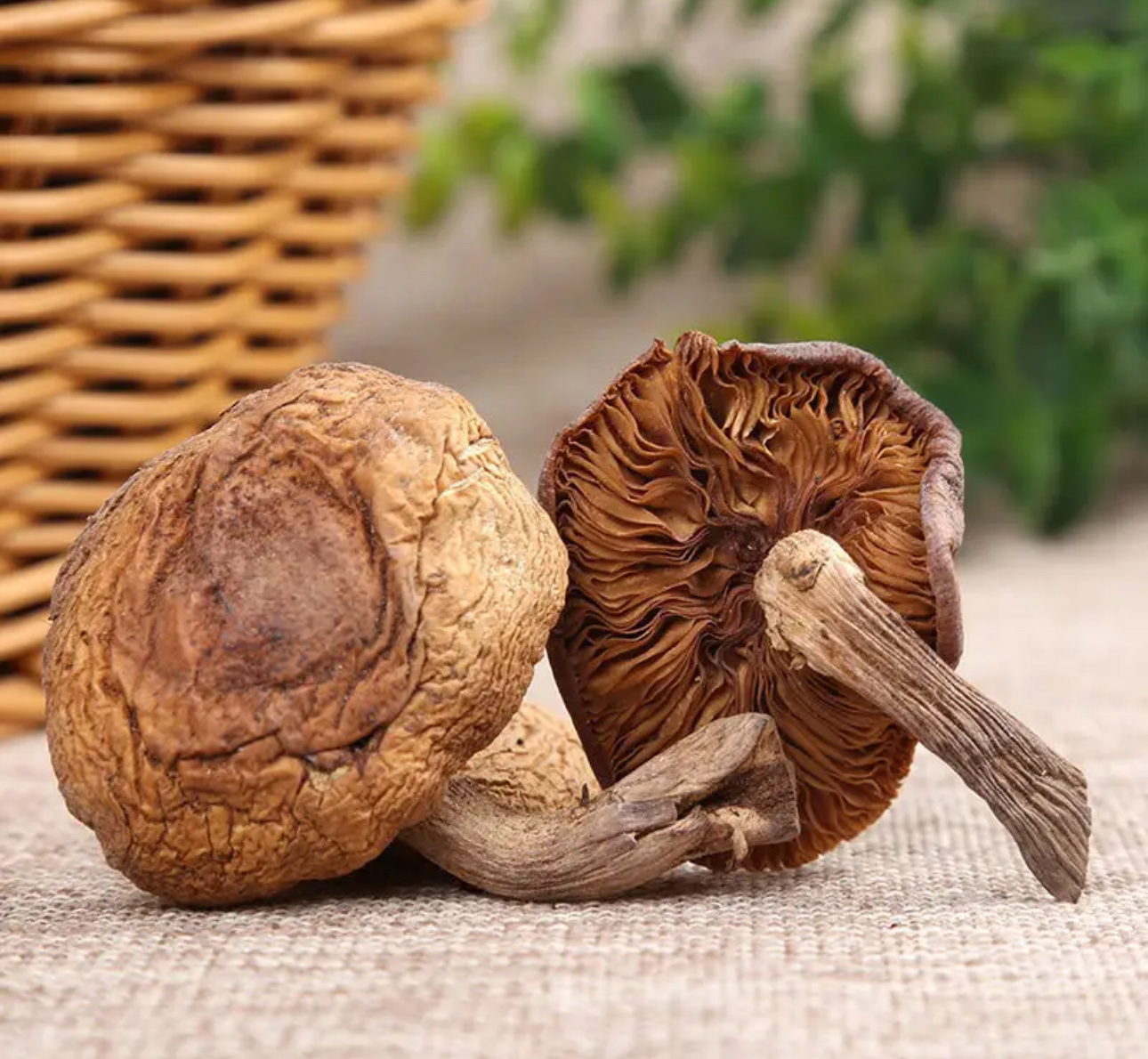 东北野生榛蘑精选250克起包邮