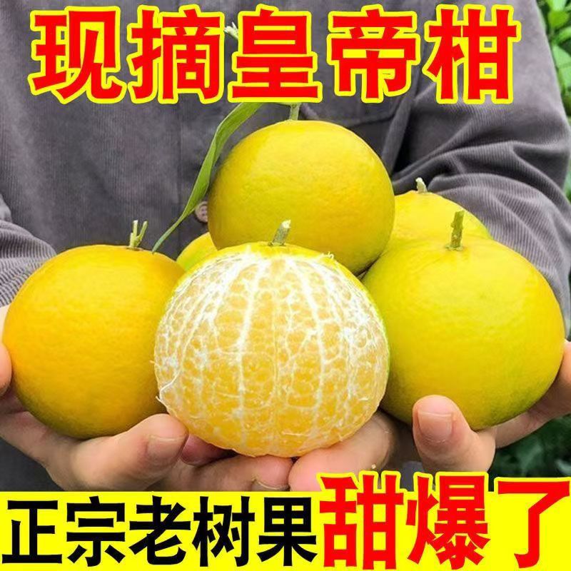 京东【九鼎批发】全疆包邮超爆款皇帝柑