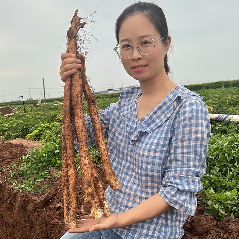 【顺丰包邮】河南焦作温县铁棍山药正宗垆土地铁棍山药土特产-5斤装
