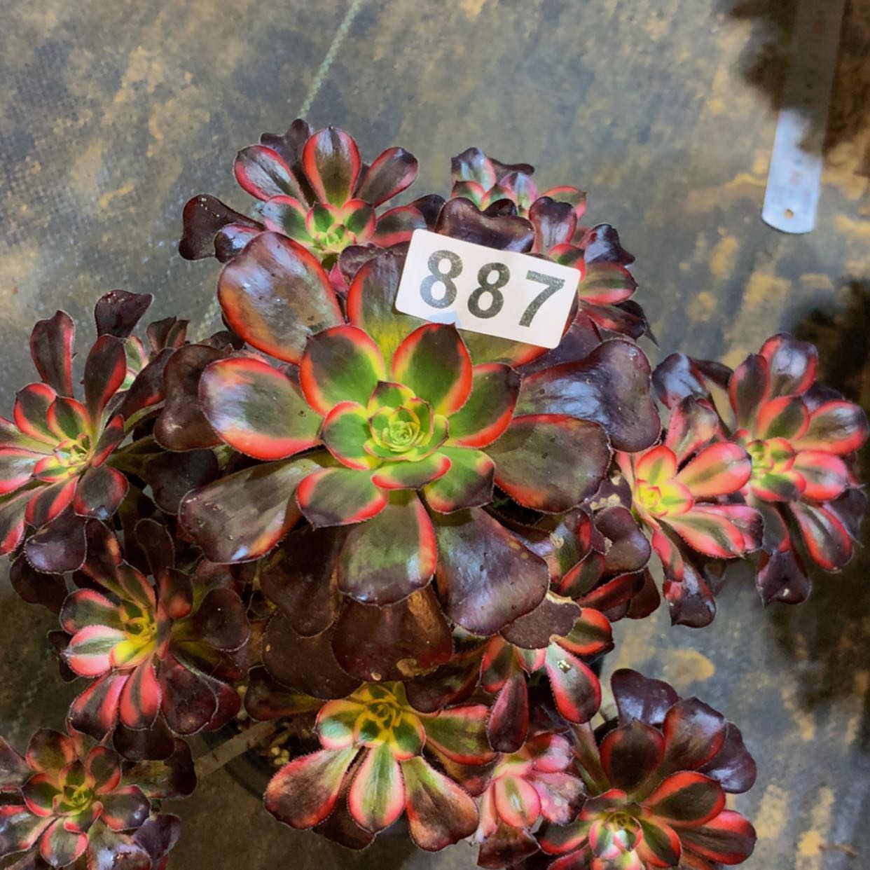 【闪购商品】887丽娜多肉