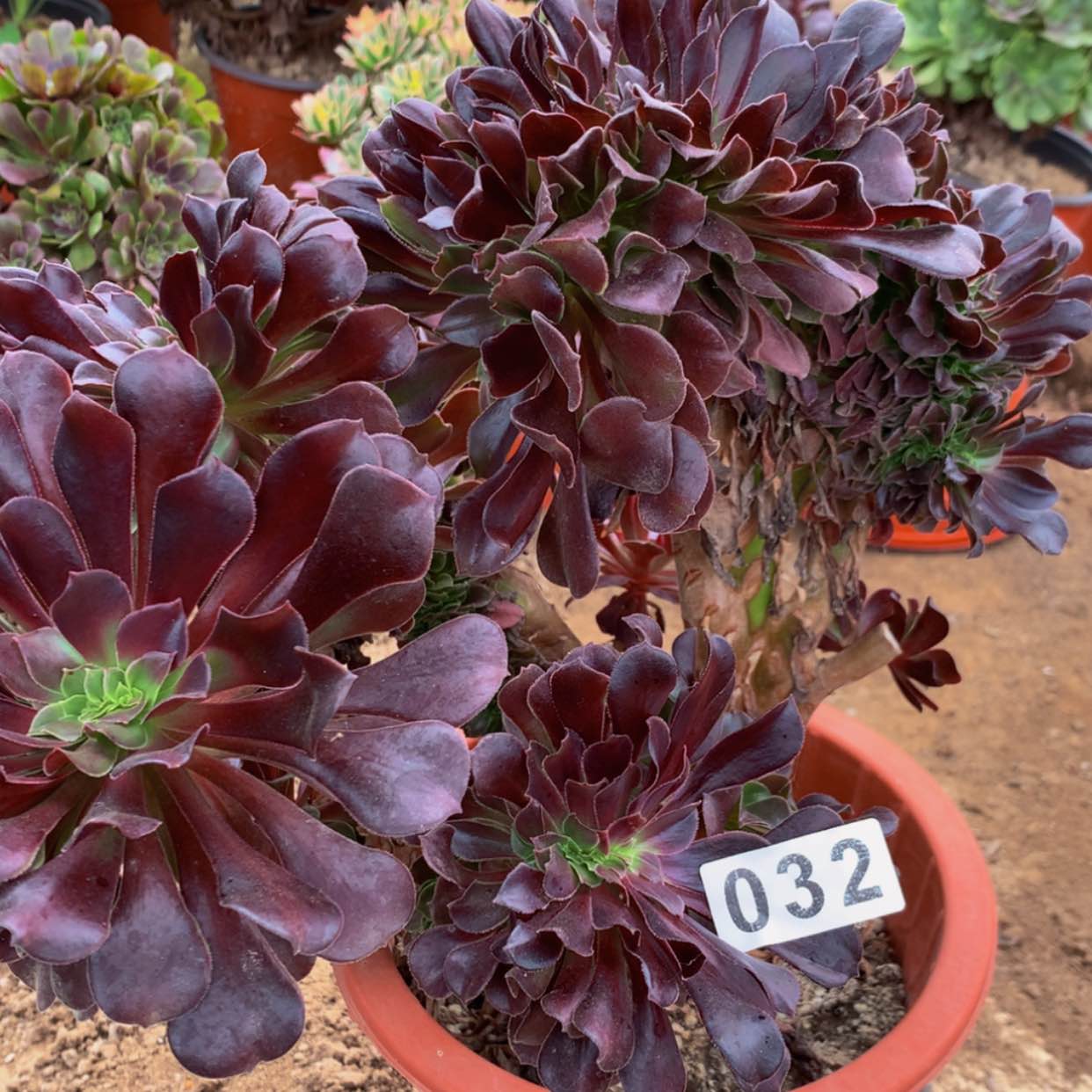 【闪购商品】032欧姿多肉