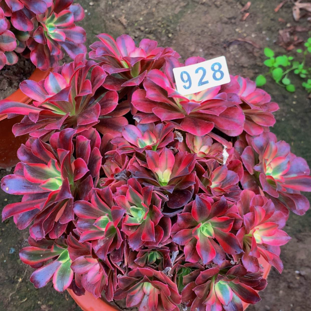 【闪购商品】928美杜莎多肉