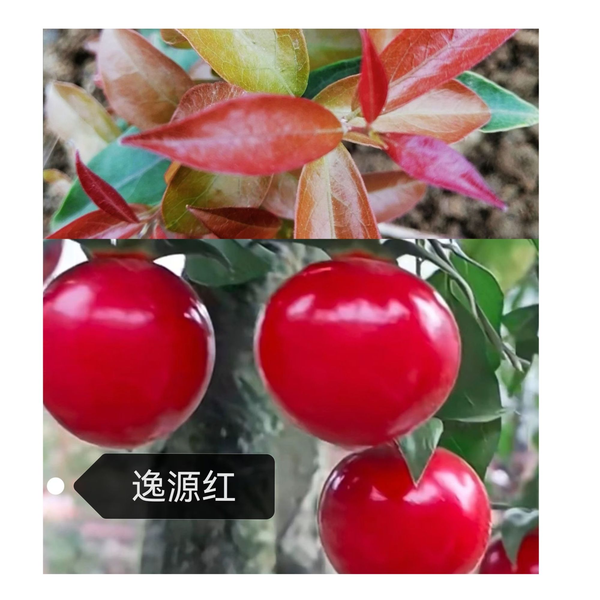 四川灌木金弹子血红果异型果品种桩直播间一物一拍