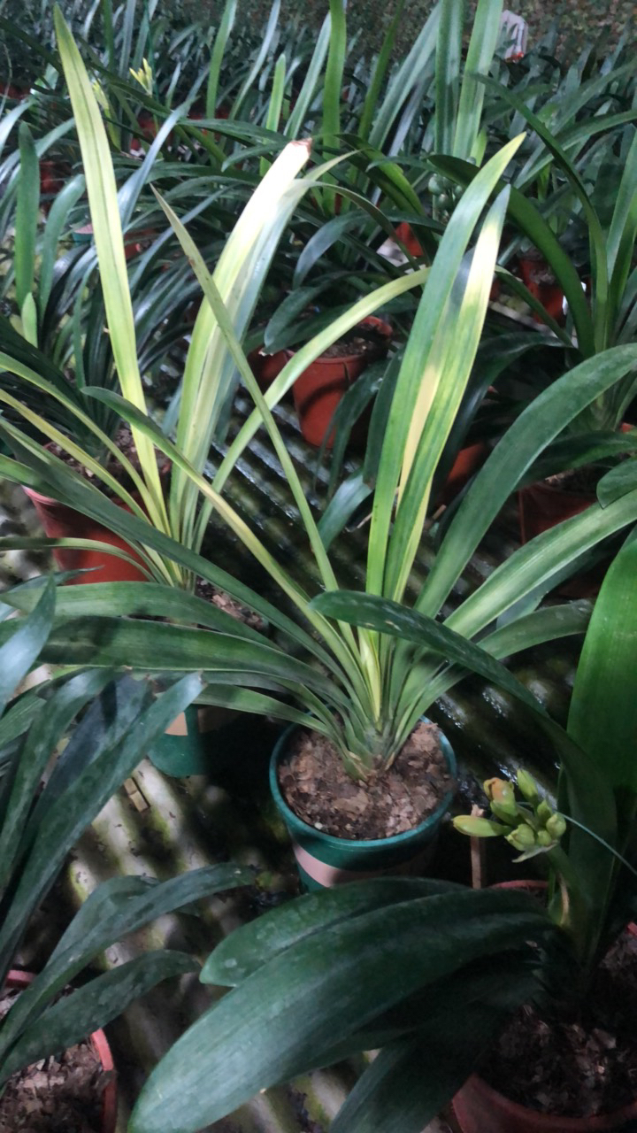 链接（1）。 直播间专用链接请误随意下单，南非精品君子兰。