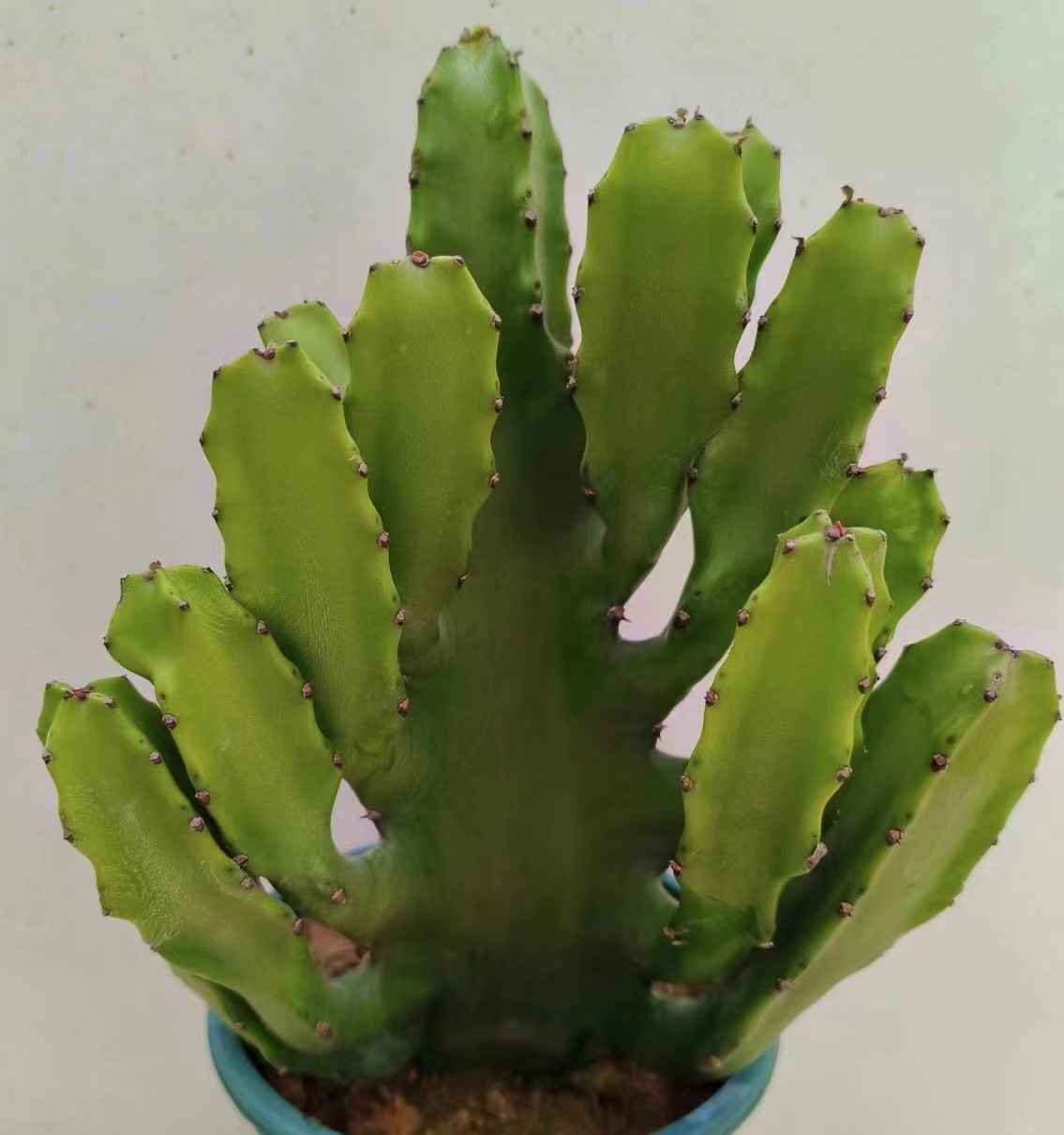 无刺三角大戟直播间一物一拍