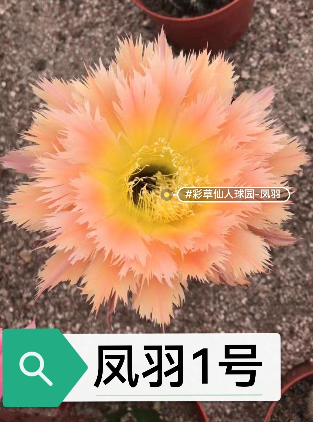 彩草1号无根侧芽3公分左右